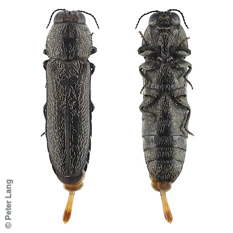 Synechocera setosa, PL4888B, male, from Gahnia deusta, SE, 5.3 × 1.5 mm